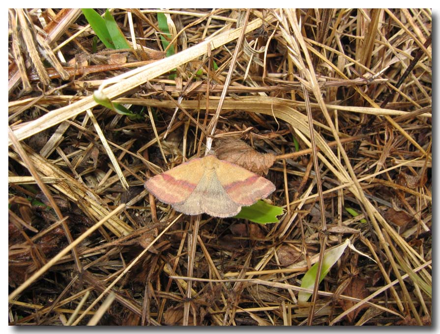 lepidotteri delle vacanze - Phytometra viridaria (Erebidae)